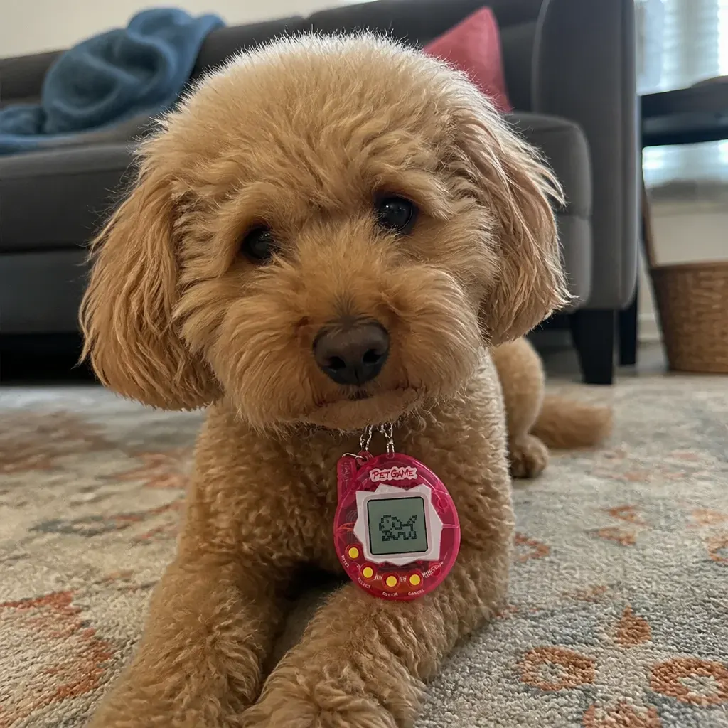 Leo's Buddy